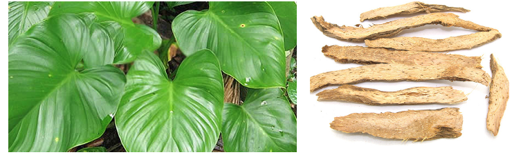 Truyền[-]thông[-]lồng[-]ghép[-]bảo[-]vệ[-]động[-]vật[-]hoang[-]dã[-]trong[-]các[-]hoạt[-]động[-]liên[-]quan[-]đến[-]y[-]học[-]cổ[-]truyền